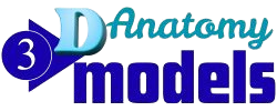 3 D Anatomy Models